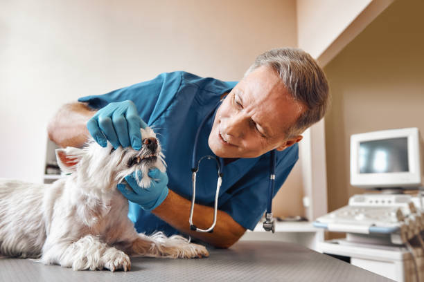 Best Walk-In Emergency Dentist in Ashland, NE